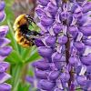 More Lupinos (Lupines) - introduced